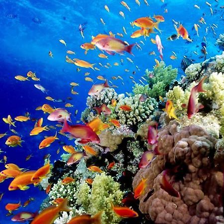 นอติลุส เบด แอนด์ เบรคฟาสต์ Bed & Breakfast มิชชันบีช ภายนอก รูปภาพ